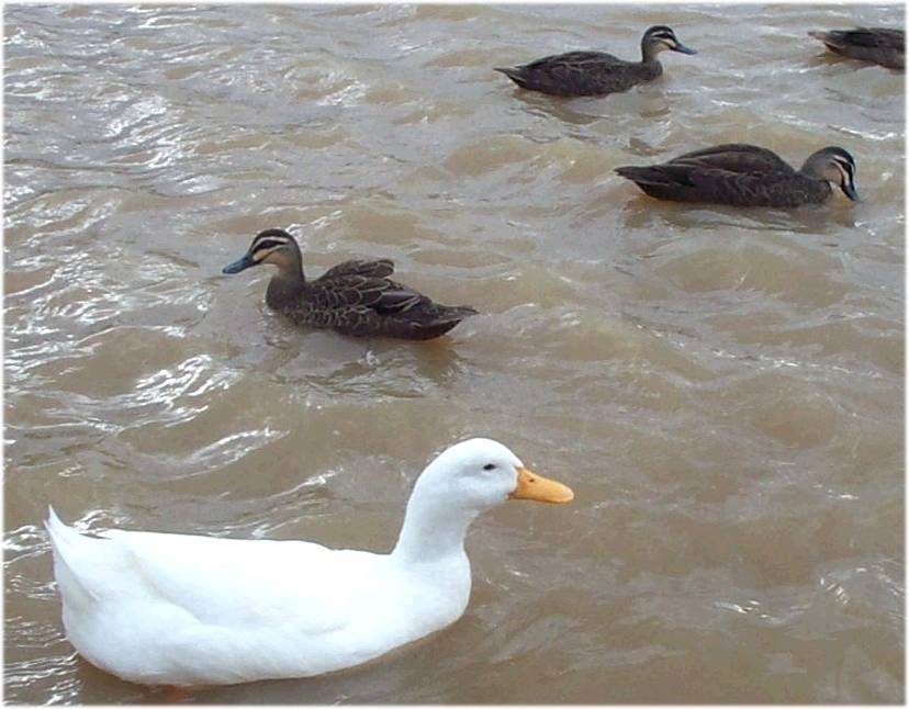 Ducks7.jpg